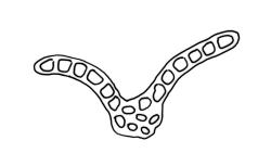 Zygodon gracillimus, cross section of mid laminal cells including costa.
 Image: R.C. Wagstaff © All rights reserved. Redrawn with permission from Lewinsky (1990). 